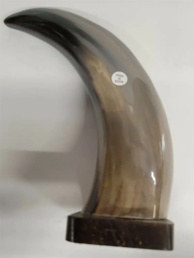 Buffalo Horn On Wooden Base (3"X4") 8.75" 1